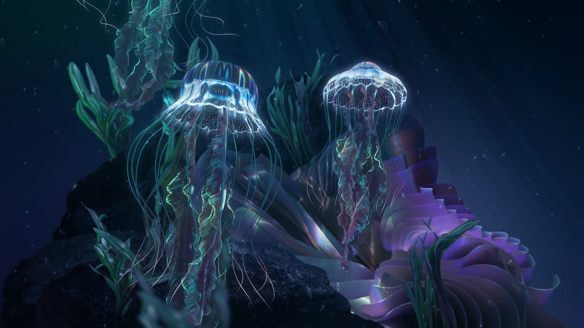 Jellyfish